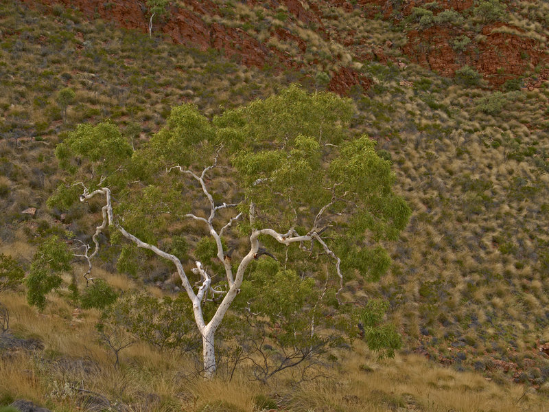 Ormiston Gorge